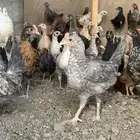 دجاج بلدي ( مبااع )