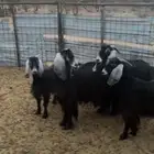معزى عوارض
