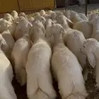 بهم حري شعره وشحم قفل