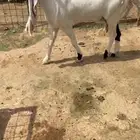 عنز دافع على فحل مطور كفو