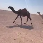 للبيع لقحه صفر ا ملاقي كفوو