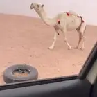 للبيع اعشرا وضحى كفووو