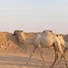 للبيع قعود مشروع فحل وعلى جميع الشروط