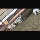 للبيع غنم طيبه بالحيل. ومراح واحد