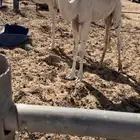 قعودين وبكره حق شعلا