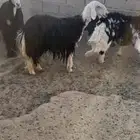للبيع خلفه نجديه
