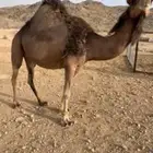 حايل سنها ناب