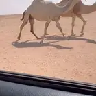 للبيع لقحه وضحى ثنو كفووو