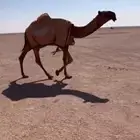 للبيع قعود اصفر حق كفو