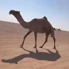 للبيع لقحه صفر ا ملاقي كفووو