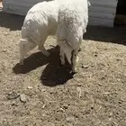 خرفان جبره