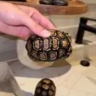 سلحفاة نمريه