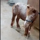 سيسية ابو لوزة
