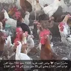 دجاج بياض منتج فواتح