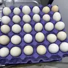 بيض بلدي مائده (مخصص للأكل ) انتاج يومي تم البيع