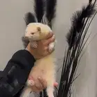 النمس الهولندي