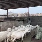 للبيع غنم كفو