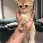 ثلاث قطط للتبني بسعر رمزي صغيرات اعمارهم 4 شهور وحلوات