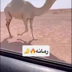 للبيع بكره لقيه رمانيه كفووو