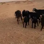ماعز للبيع ولد