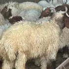 ابو عبدالله لبيع الذبايح