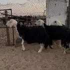 نجد دفيع تامات الموقع الخرج