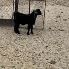 تيوس عوارض