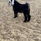 تيس عارضي صنف