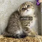 سكوتش فولد تربل قولد سكوتش ستريت قطط قط قطوه كيتن بيرشن