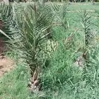 للبيع فسايل سكري