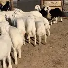 للبيع بهم بري ونضيف تو جاي من البر الموقع سوق الجربوع يوجد