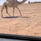 للبيع لقحه وضحى كفوو