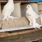 جوز للبيع