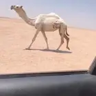 للبيع بكره لقيه رمانيه كفو