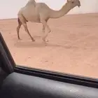 للبيع اعشرا وضحى كفوو