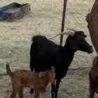عنزين عليه تيسن السن جمع