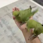فروخ دره هدد