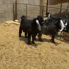 تيس وحفره عوارض طيبه