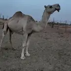 لقحة شقحا للبيع