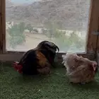 زوج كوشن مميز