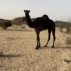 لبيع جذعه مجهم كفو الموقع المضه