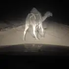 ناقه للبيع لقحه مكسوره رجلها