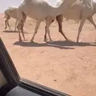 للبيع بكره ثنيه رمانيه كفوو