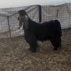 تيس عارضي مشروط