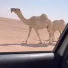 للبيع لقحه رمانيه كفووو