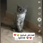 قط ذكر ضايع