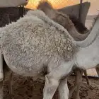 حشو لبانيه