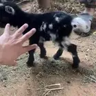 ماعز قزمي