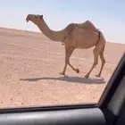للبيع شعلا لقحه ثنو كفووو