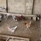 دجاج ماكنتوش و بوران